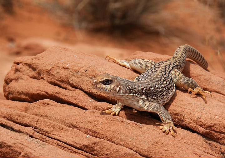 Desert Iguana